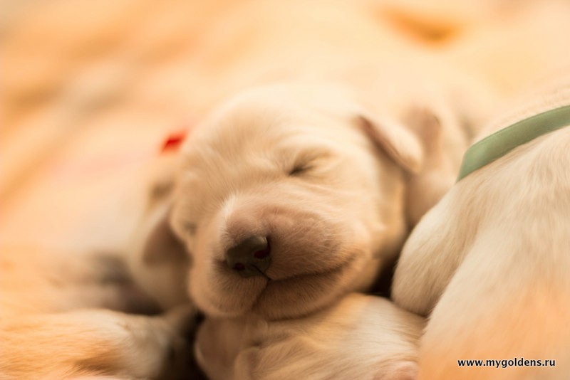 Помощь собаке при родах, когда вызывать ветеринара на роды, кесарево  сечение собаке